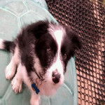 Shep - Border Collie (3 ans)