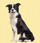 Fly - Border Collie (1 an)