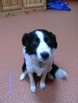 tarax - Border Collie M&acirc;le (4 ans)