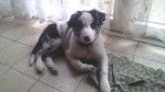 laika - Border Collie (4 mois)