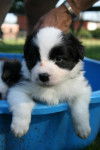 Little - Border Collie (1 an)