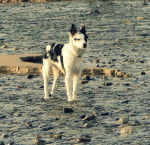 Hanka - Border Collie (2 mois)