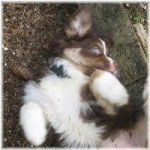 Jessy - Border Collie (7 mois)