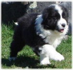 funzy - Border Collie M&acirc;le (4 mois)