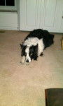 Laying down - Border Collie M&acirc;le (7 ans)