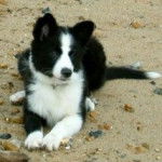 Lilo - Border Collie (7 mois)