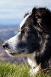 Lady - Border Collie (8 ans)