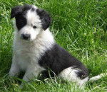 Coeur - Border Collie M&acirc;le (5 mois)