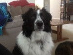 Ranger - Border Collie M&acirc;le (3 ans)