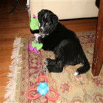 Cookie - Border Collie (2 ans)