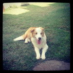 Mirko - Border Collie M&acirc;le (7 mois)