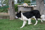 chanel - Border Collie Mâle (3 ans)