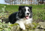 Seth - Border Collie M&acirc;le (10 mois)