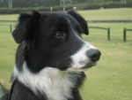 juan - Border Collie M&acirc;le (2 ans)