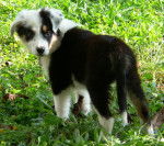 Fanta - Border Collie (4 mois)