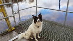 My dog - Border Collie M&acirc;le (1 an)