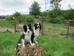 Ace & Sparky - Border Collie (3 ans)