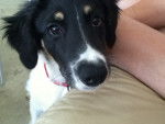 Jessie - Border Collie (4 mois)