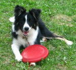 Loki - Border Collie M&acirc;le (10 mois)