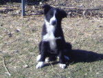 Nina - Border Collie (2 ans)