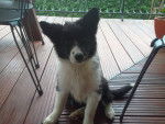 Ilona - Border Collie (1 an)