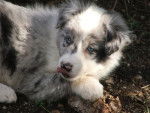 Belle - Border Collie (5 mois)