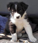 bordie collie - Border Collie (1 mois)