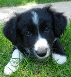 Ace - Border Collie M&acirc;le (5 mois)