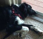 Ace - Border Collie M&acirc;le (10 mois)