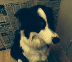 Ma Inuk - Border Collie (1 an)