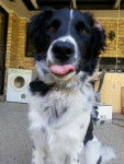 My Boy Ace - Border Collie M&acirc;le (1 an)