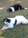 Sheena & Sara - Border Collie (12 ans)