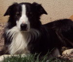Domino - Border Collie (5 ans)