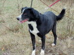 Ulysses - Border Collie M&acirc;le (3 ans)