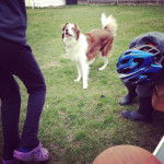 Haley - Border Collie (1 an)