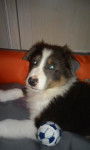charly - Border Collie M&acirc;le (6 mois)