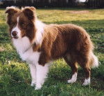 Simba - Border Collie Mâle (6 ans)