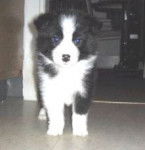 Banjo - Border Collie Mâle (2 mois)