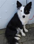 Fly - Border Collie (6 mois)