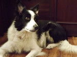 baileys - Border Collie (10 ans)