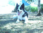 Basko - Border Collie M&acirc;le (2 ans)