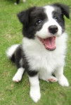 Puppylover - Border Collie