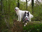 Rimelle Golden et Vaya Border Collie - Border Collie