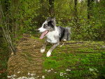 Border Collie Vaya - Border Collie