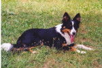 BORDER COLLIE FEMELLE - Border Collie