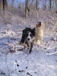 Rimelle Golden et Vaya Border Collie - Border Collie