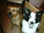 Pryska (Am'Staff) et Charly (Border Collie) - Border Collie