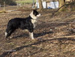 border collie jessie - Border Collie