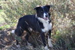 Black - Border Collie Mâle (3 ans)