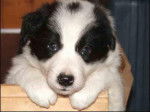 border collie - Border Collie